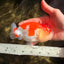 FLUFFY WEN A Grade Red White LionQueen Female 5 inches #051526LC_14