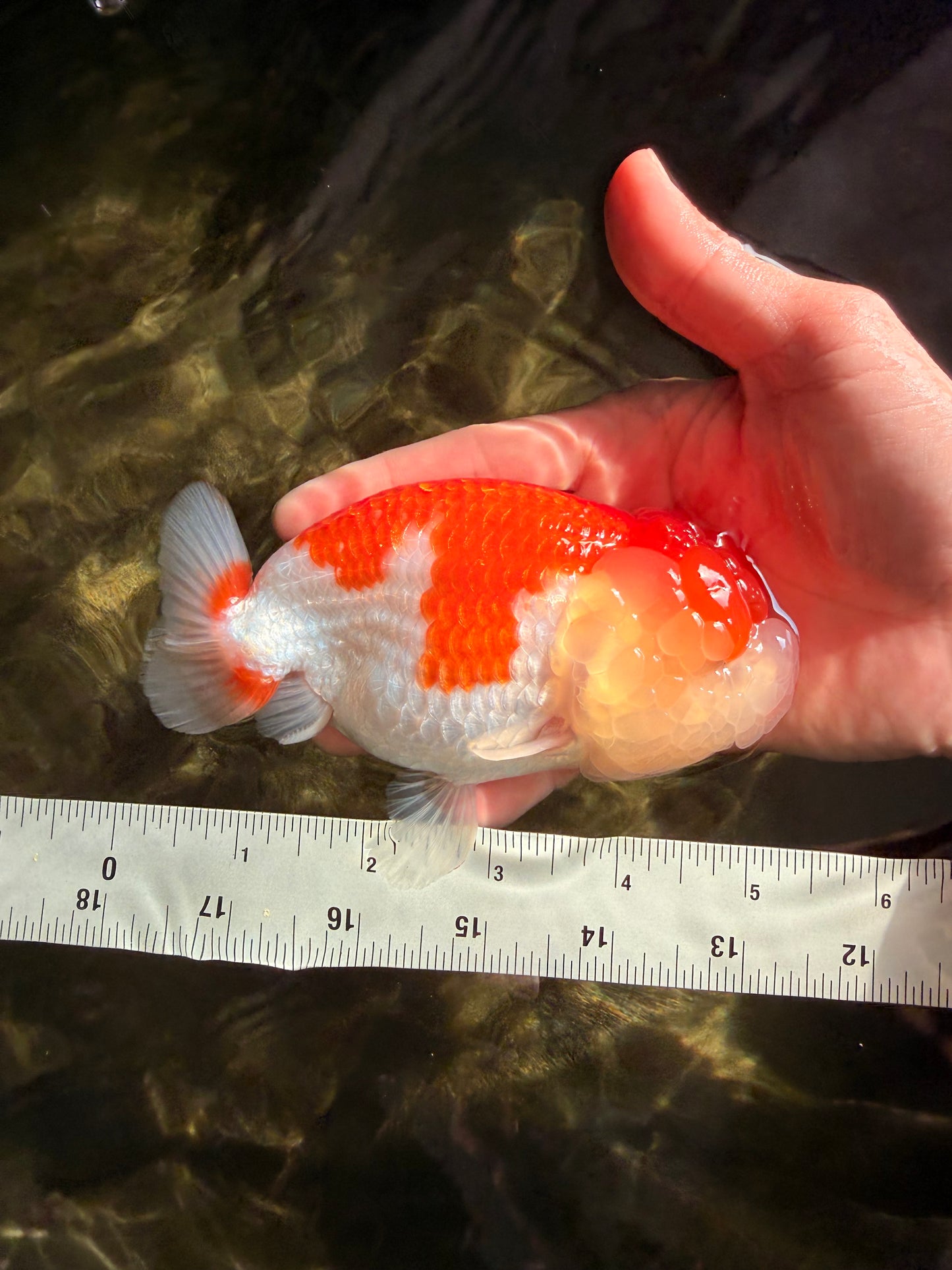 FLUFFY WEN A Grade Red White LionQueen Female 5 inches #051526LC_14