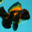UNIQUE A Grade Lava Apache Oranda Male 5.5  inches #050826OR_04