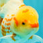 A Grade Polkadot Red White Oranda Male 6 inches #100926OR_23