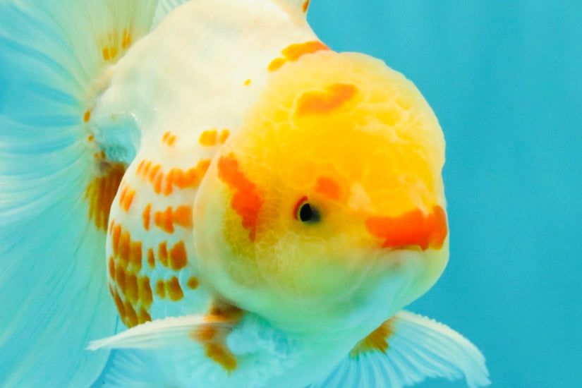 A Grade Polkadot Red White Oranda Male 6 inches #100926OR_23