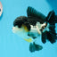 AAA Grade Tricolor Oranda Male 5-5.5 inches #0927OR_26