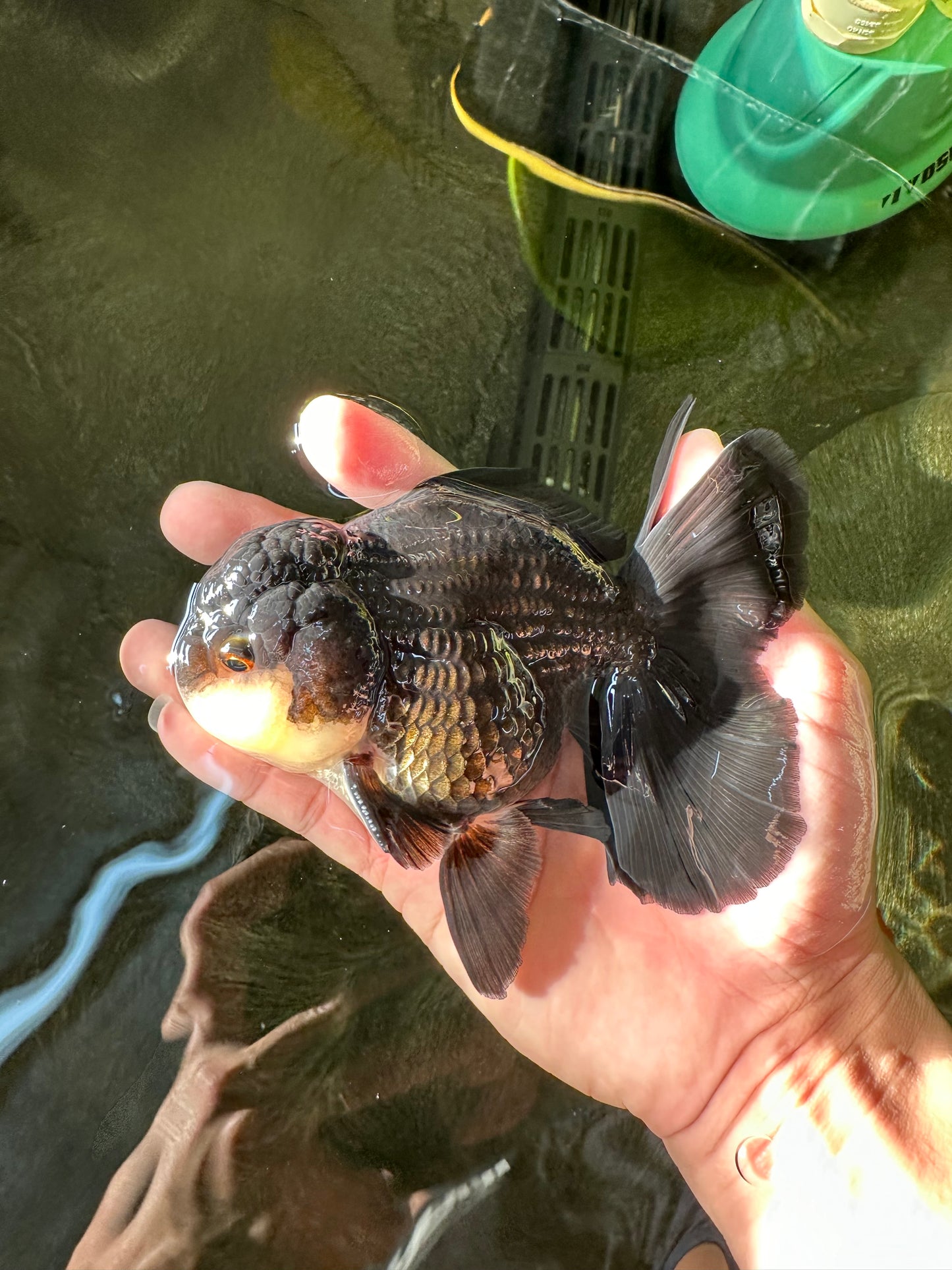 A Grade Impressive Black Oranda Male 5 inches #102524OR_10