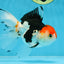 Tricolor Oranda Female 5-5.5 inches #100325OR_16