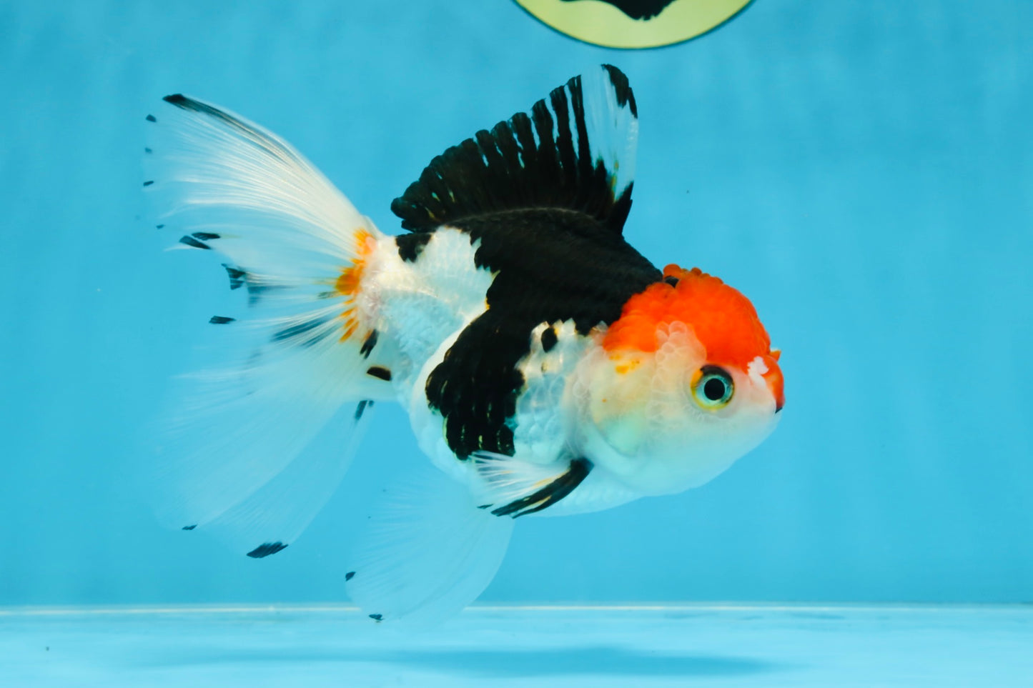 Tricolor Oranda Female 5-5.5 inches #100325OR_16