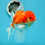 AAA Grade Cherry Sakura Oranda Male 6 inches #0927OR_02