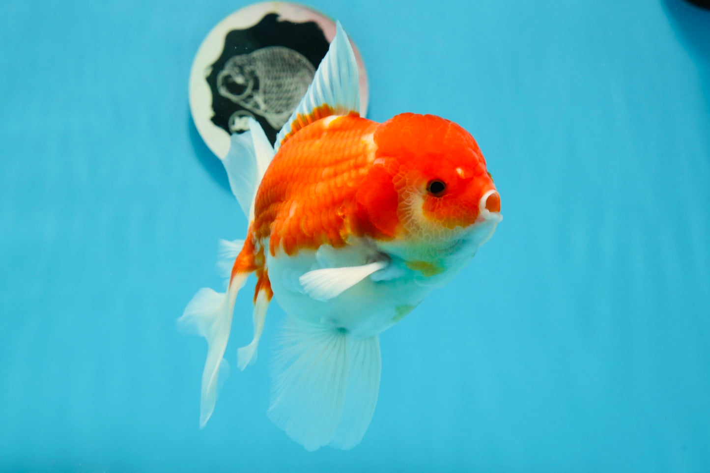 AAA Grade Cherry Sakura Oranda Male 6 inches #0927OR_02