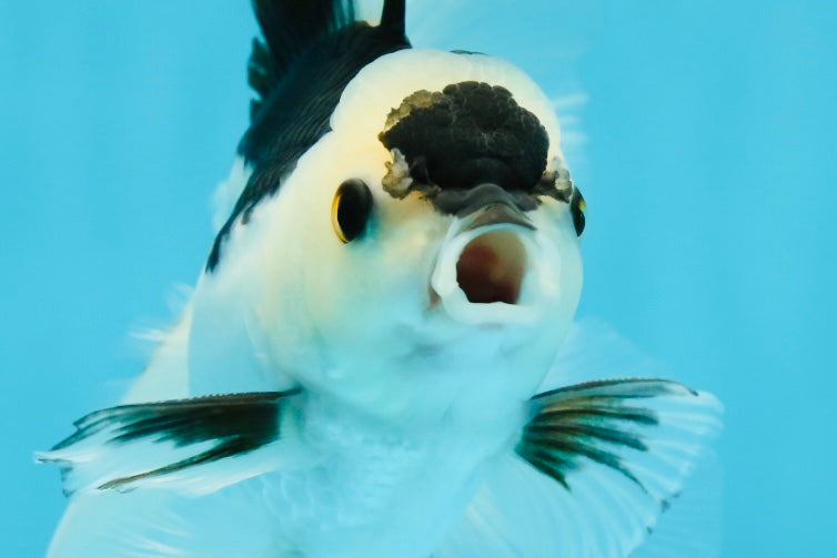 A Grade Panda Button Eyes Oranda Male 5 inches #010325OR_11