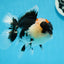 AAA Grade Tricolor Oranda Male 5 inches #0830OR_26