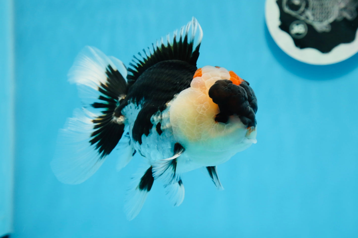 AAA Grade Tricolor Oranda Male 5 inches #0830OR_26