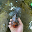 A Grade CHUBBY Calico Kirin Oranda Male 5.5  inches #091225OR_10