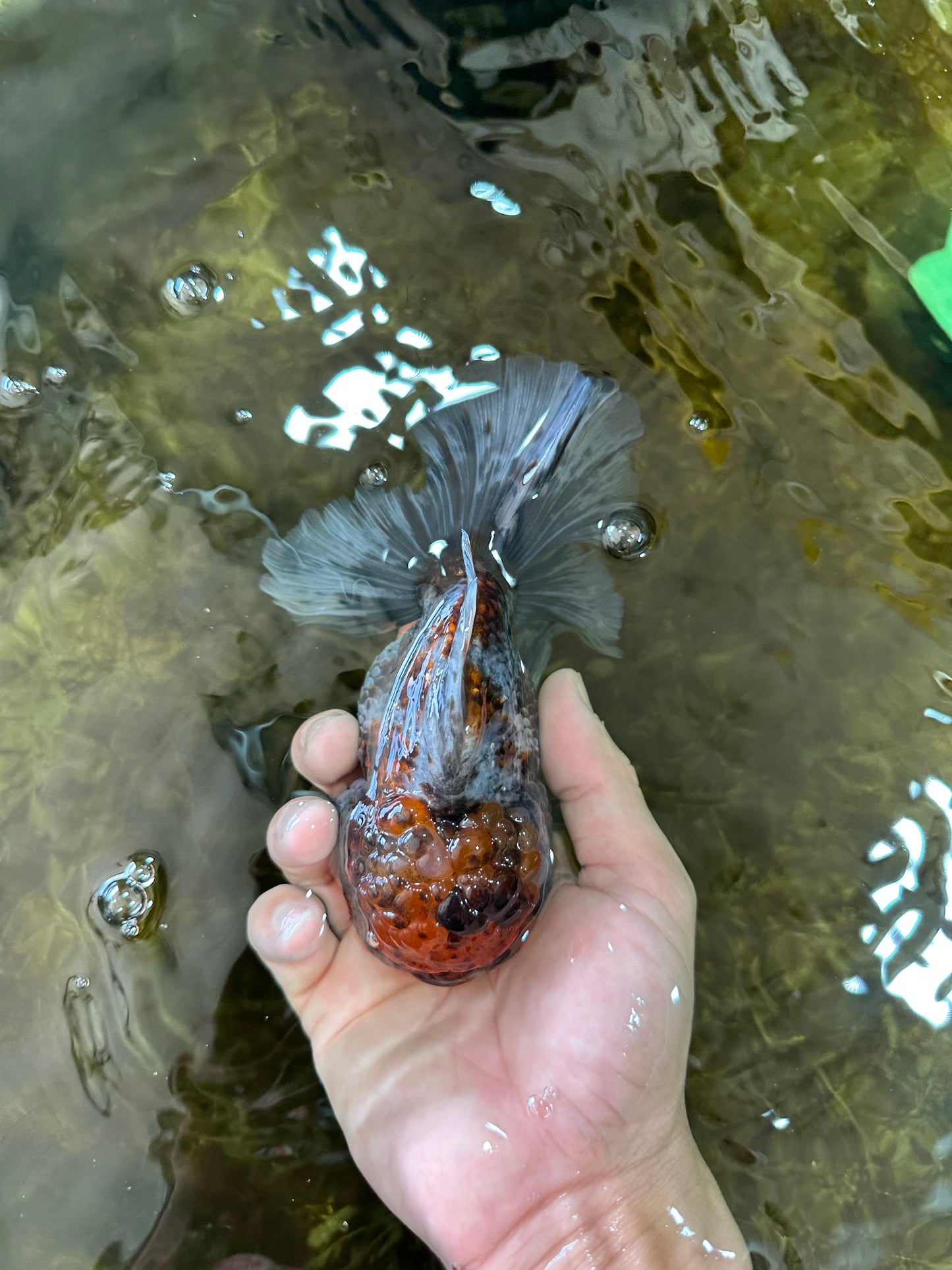 A Grade CHUBBY Calico Kirin Oranda Male 5.5  inches #091225OR_10