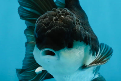 Panda Oranda Male 5 inches #091225OR_25