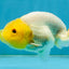 White Lionchu Female 3.5-4 inches #121225LC_14