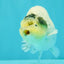 A Grade Diamond Scale Sakura Ranchu Male 5 inches #073126RC_11