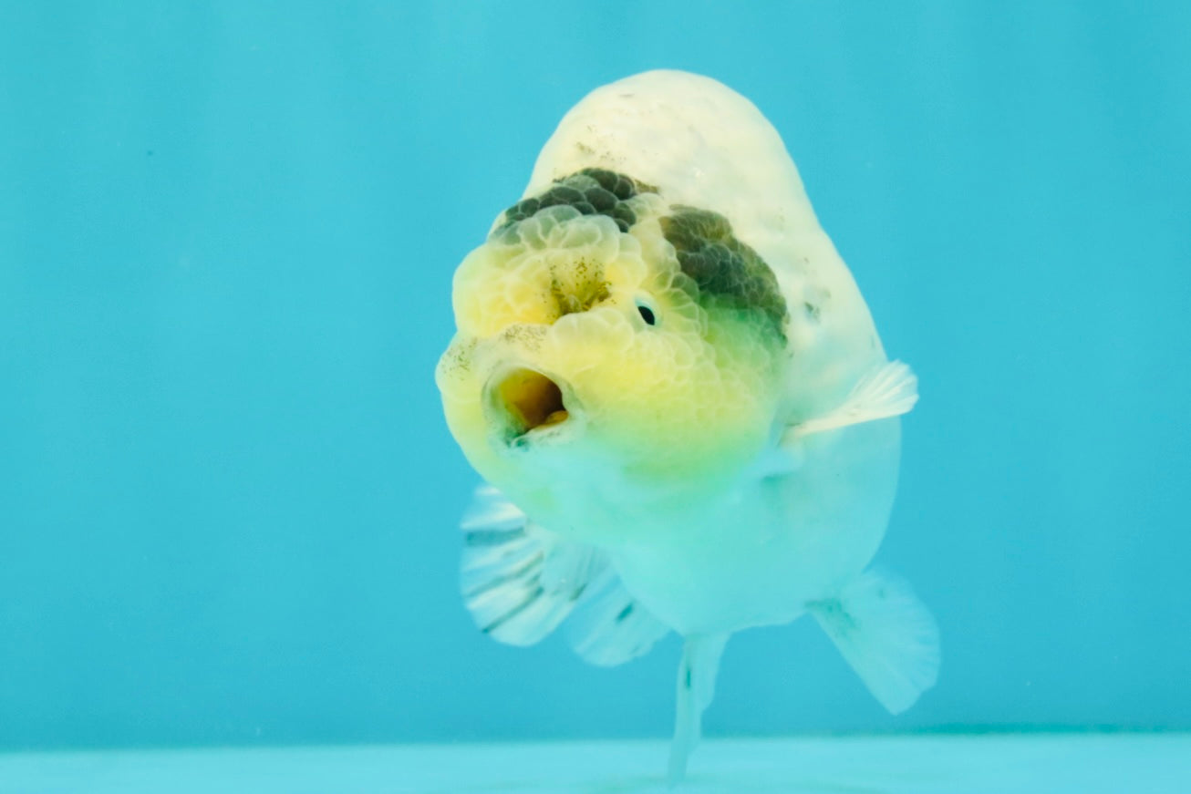A Grade Diamond Scale Sakura Ranchu Male 5 inches #073126RC_11