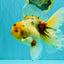 A Grade Marble Oranda Male 6.5 inches #080726OR_21