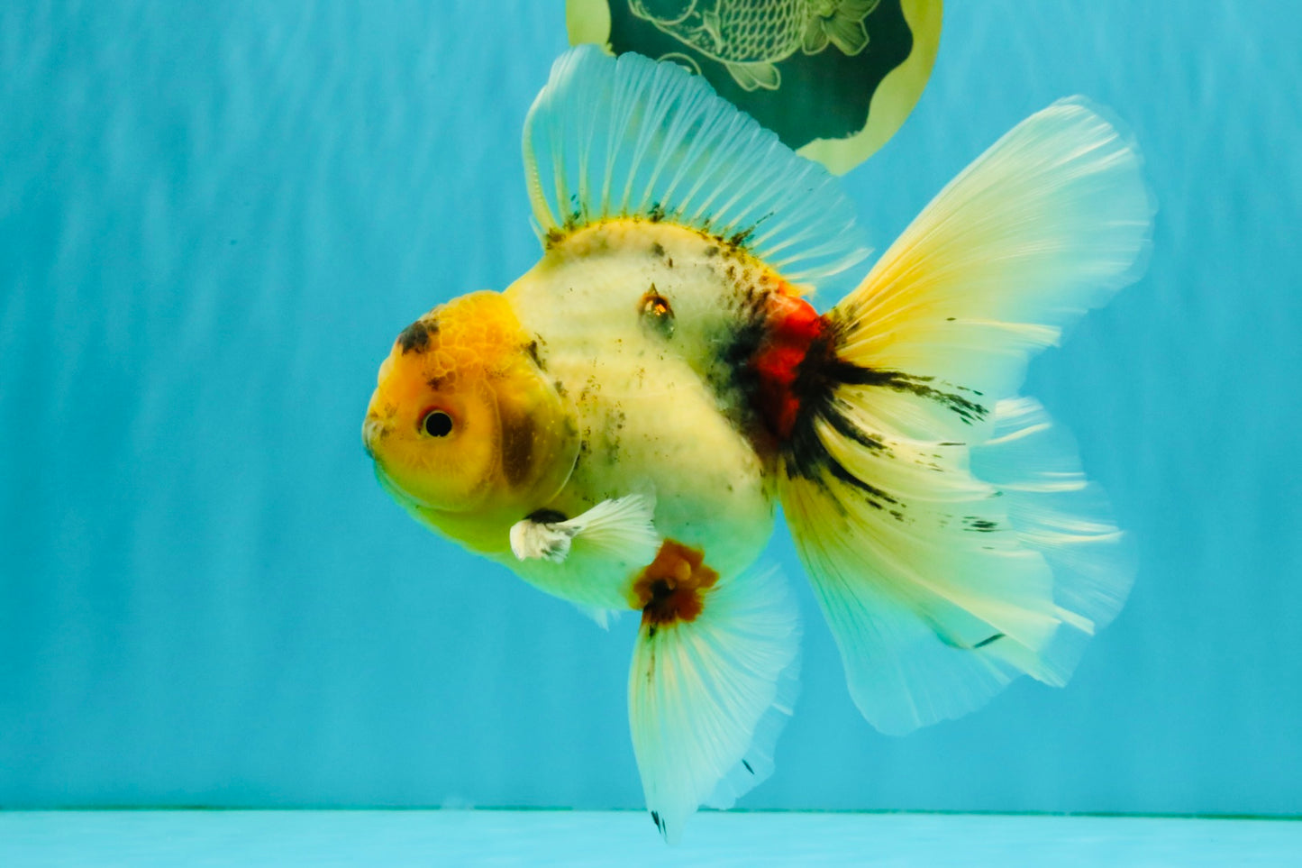 A Grade Marble Oranda Male 6.5 inches #080726OR_21