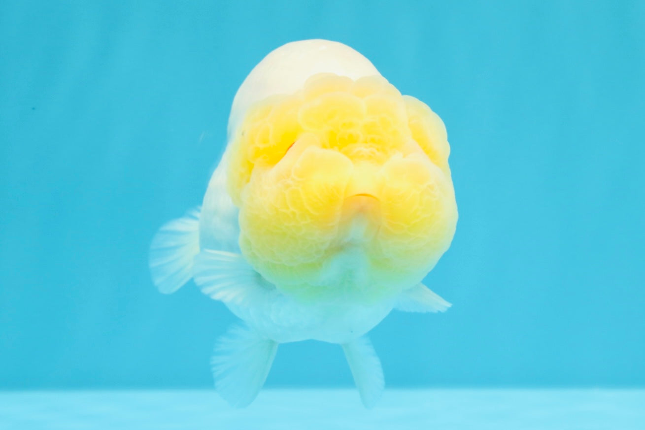 ADORABLE A Grade White LionQueen 4.5-5 inches #022026LC_13