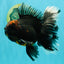 CHONKY A Grade Kirin Oranda Male 6.5-7 inches #071026OR_34