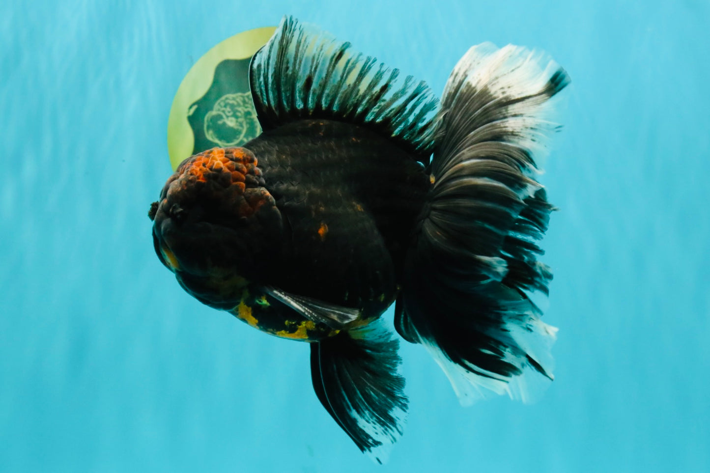 CHONKY A Grade Kirin Oranda Male 6.5-7 inches #071026OR_34