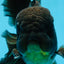 AAA Grade Jumbo Black Oranda Male 5-5.5 inches #053025OR_24
