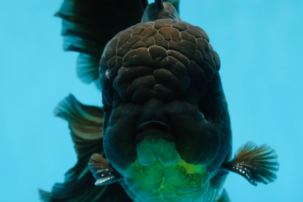 AAA Grade Jumbo Black Oranda Male 5-5.5 inches #053025OR_24