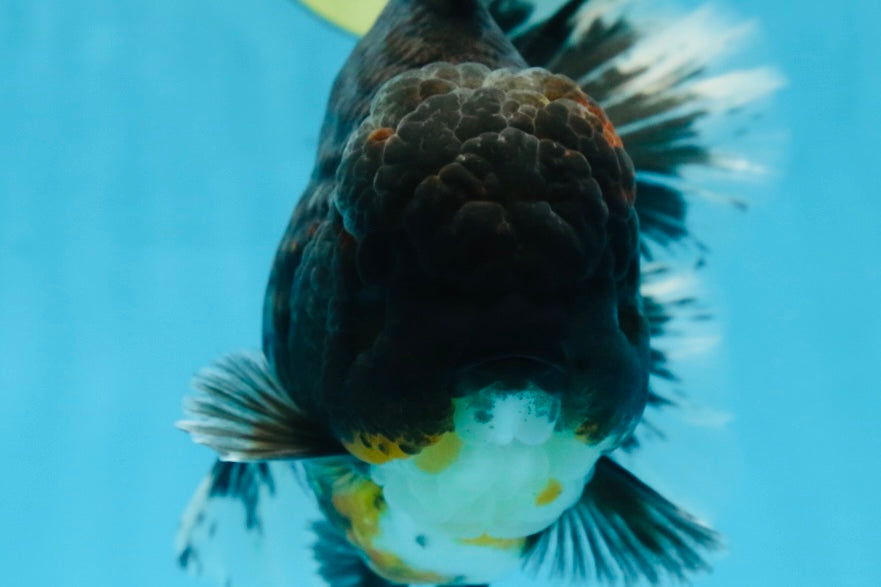 RARE AAA Grade SUPER GIANT Godzilla Kirin Oranda Female 7 inches #082225OR_07