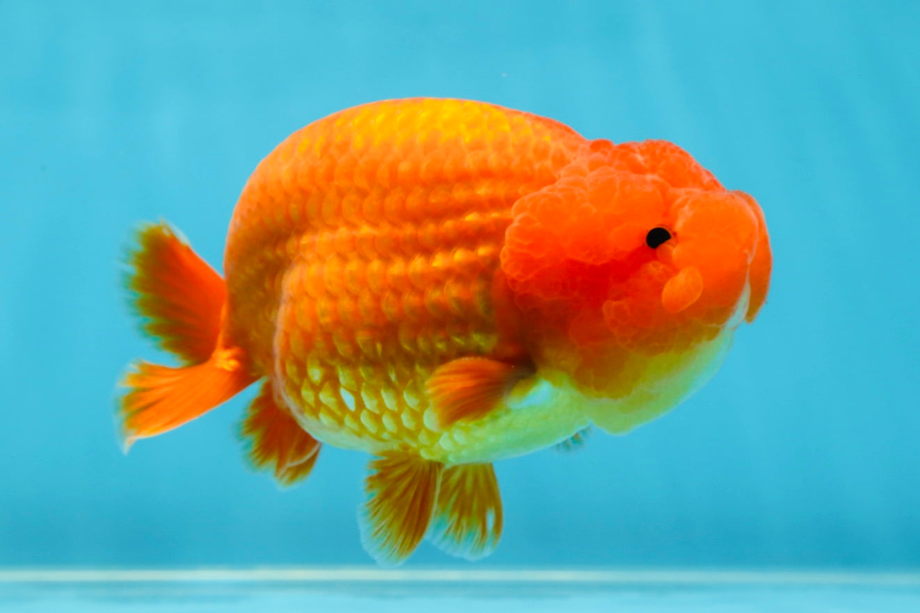 AAA Grade Solid Red LionKing 4.5  inches #052325LC_21