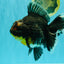 AAA Grade Jumbo Bloodline Kirin Oranda Male 7.5 inches #061926OR_05