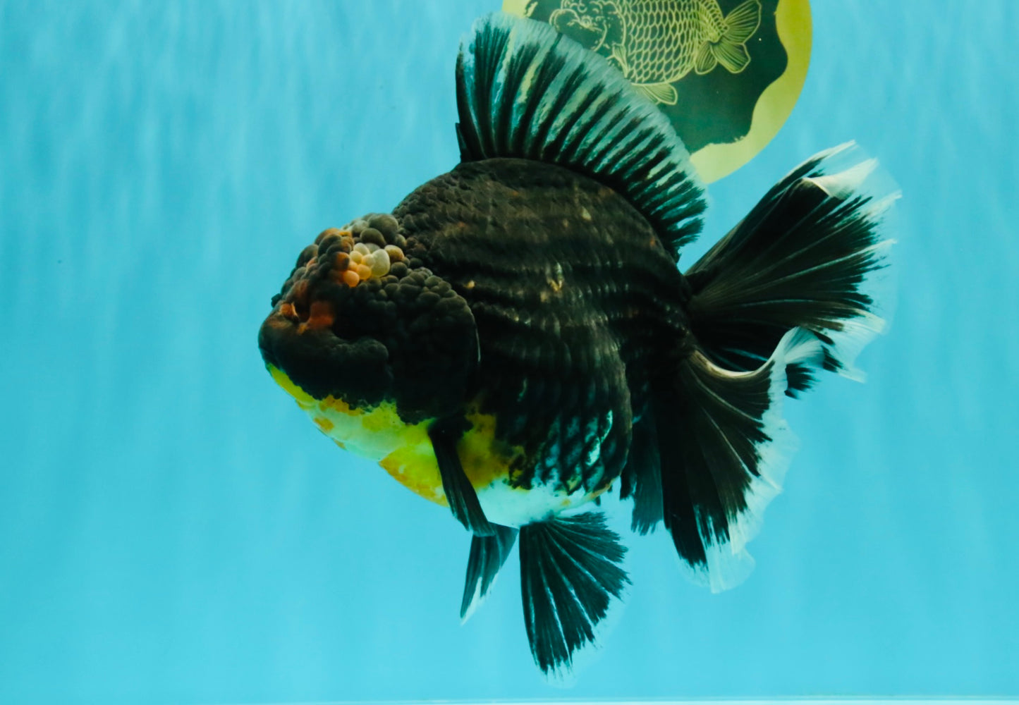 AAA Grade Jumbo Bloodline Kirin Oranda Male 7.5 inches #061926OR_05