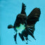 A Grade Black Oranda Male 5.5-6 inches #071125OR_13