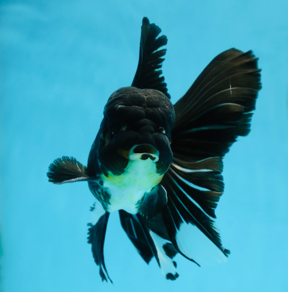 A Grade Black Oranda Male 5.5-6 inches #071125OR_13