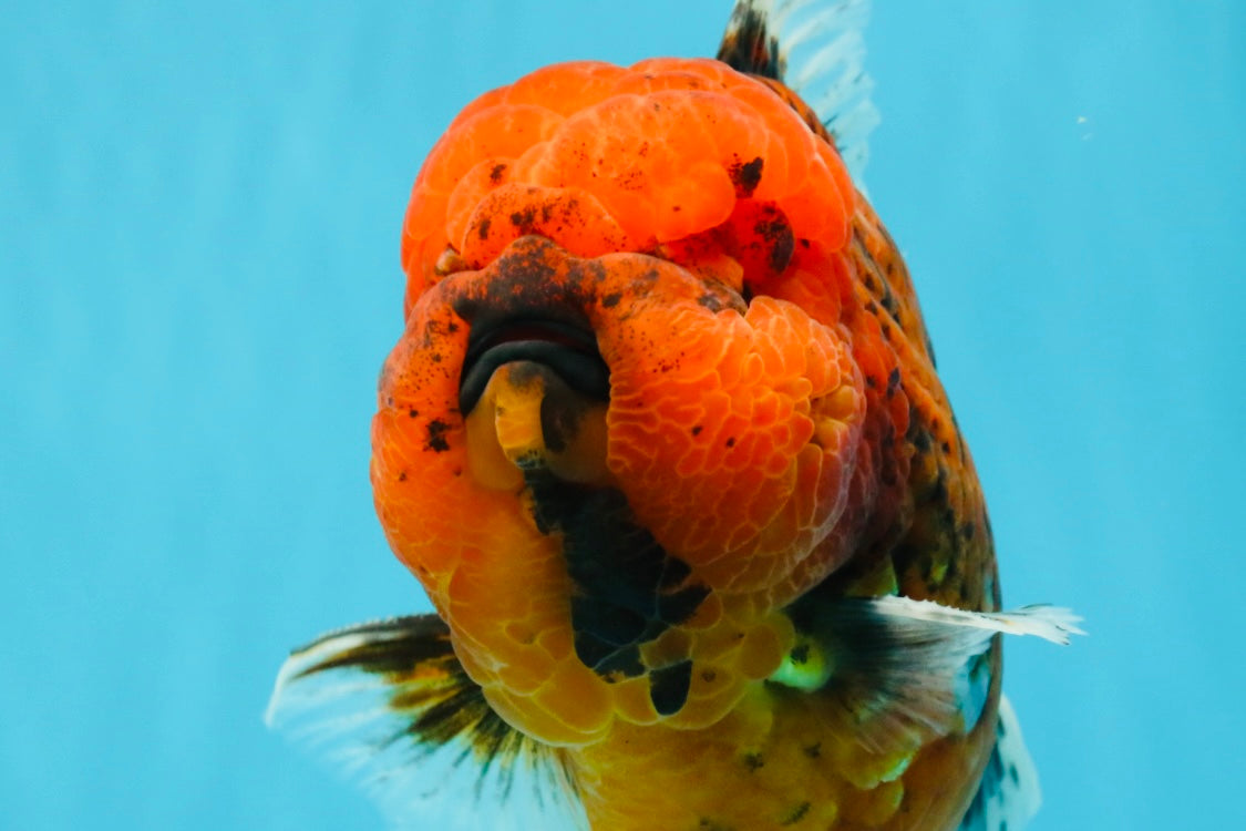 CHONKY AAA Grade Tiger Oranda Male 6.5 inches #022026OR_08