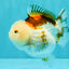 SUPER CUTE A Grade Tricolor Yuanbao Female 4.5-5 inches #082126YB_27