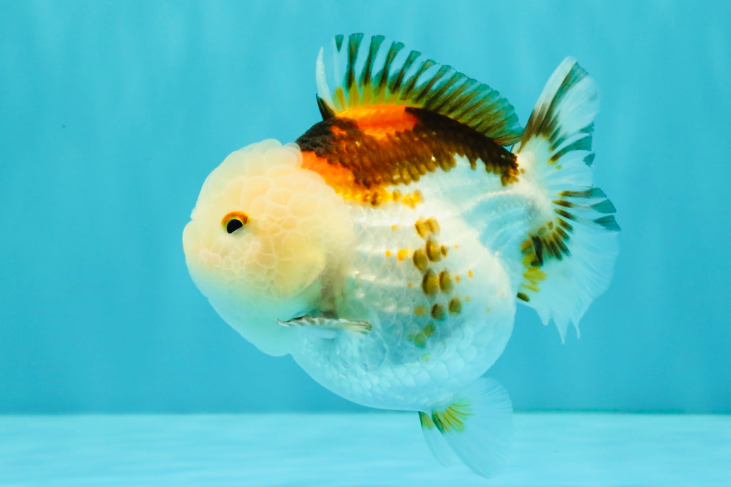 SUPER CUTE A Grade Tricolor Yuanbao Female 4.5-5 inches #082126YB_27