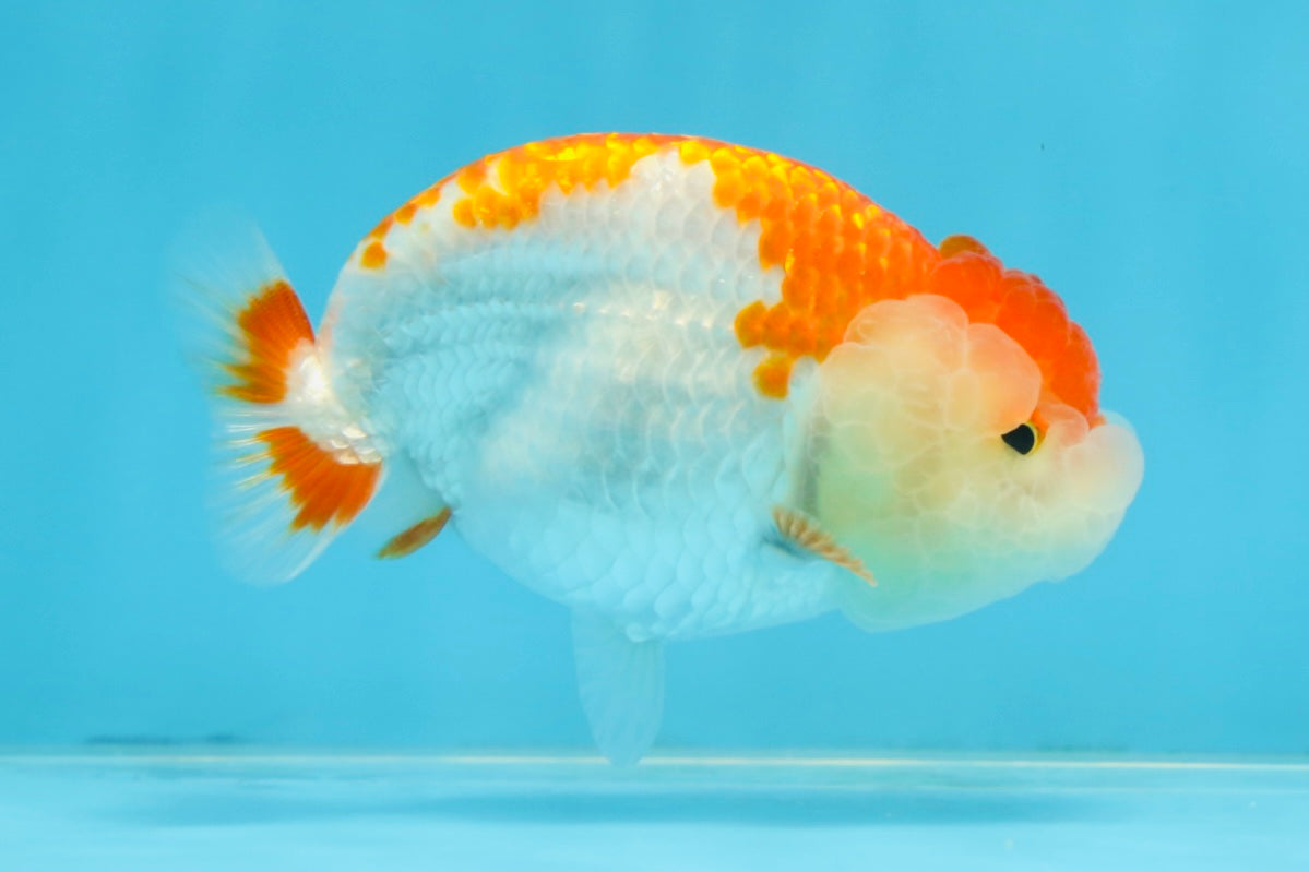 SUPER CUTE AAA Grade Red White LionQueen 4  inches #102425LC_14