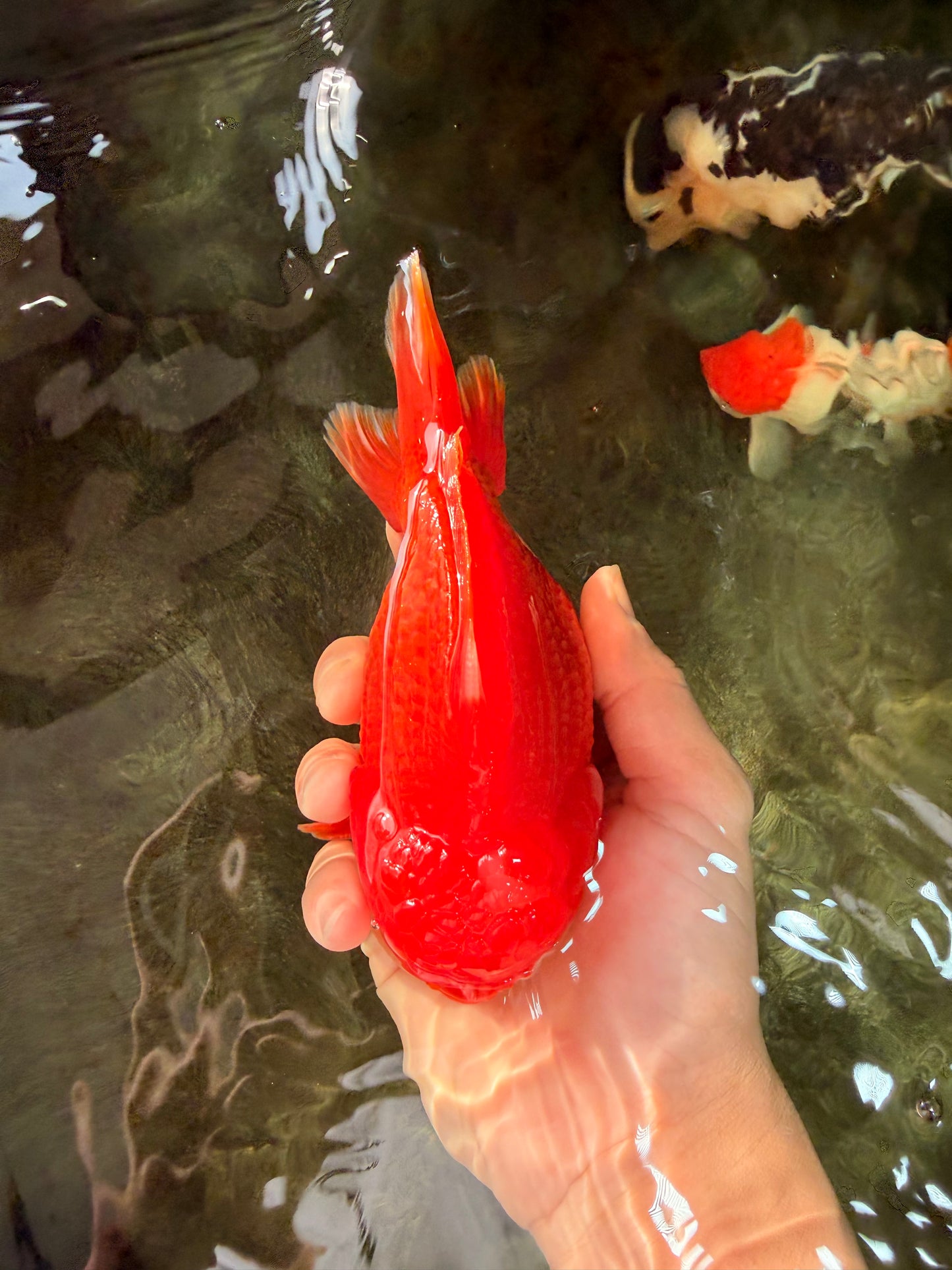 CHONKY AAA Grade Godzilla Red White Yuanbao Male 5.5-6 inches #031326YB_22