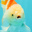 AAA Grade Giant Generation Orange White Oranda Male 6-6.5 inches #102524OR_06