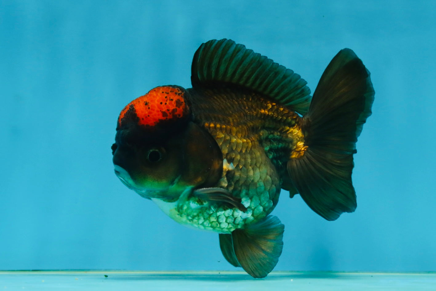 A Grade Lava Tricolor Yuanbao Male 4  inches #062725YB_09