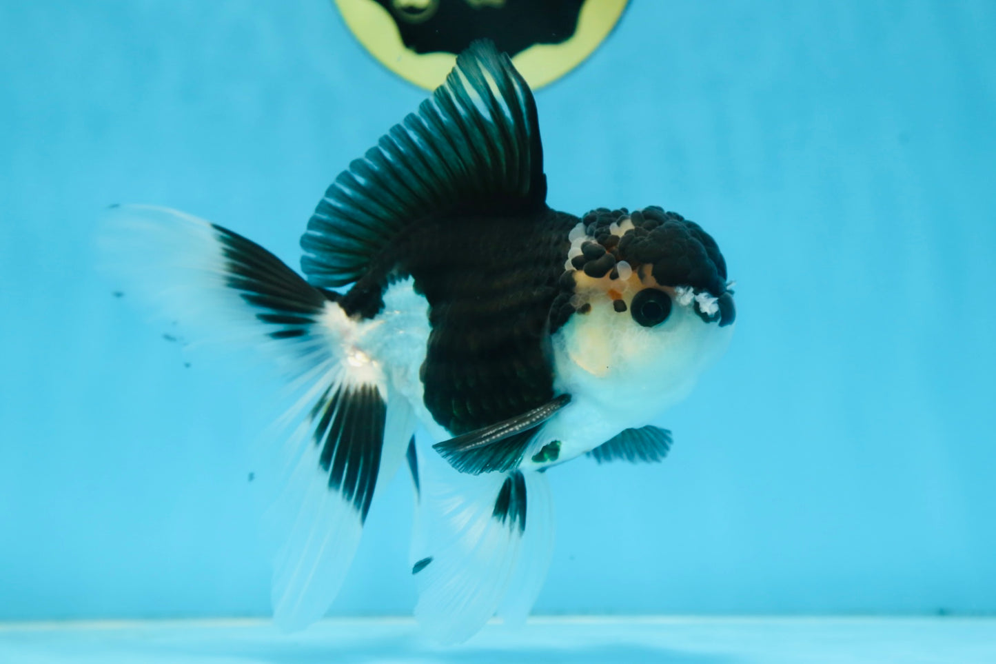 CHONKY Panda Oranda Male 5.5 inches #091225OR_24