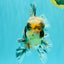 AAA Grade Super Special Marble Kirin Oranda Male 6 inches #061926OR_16
