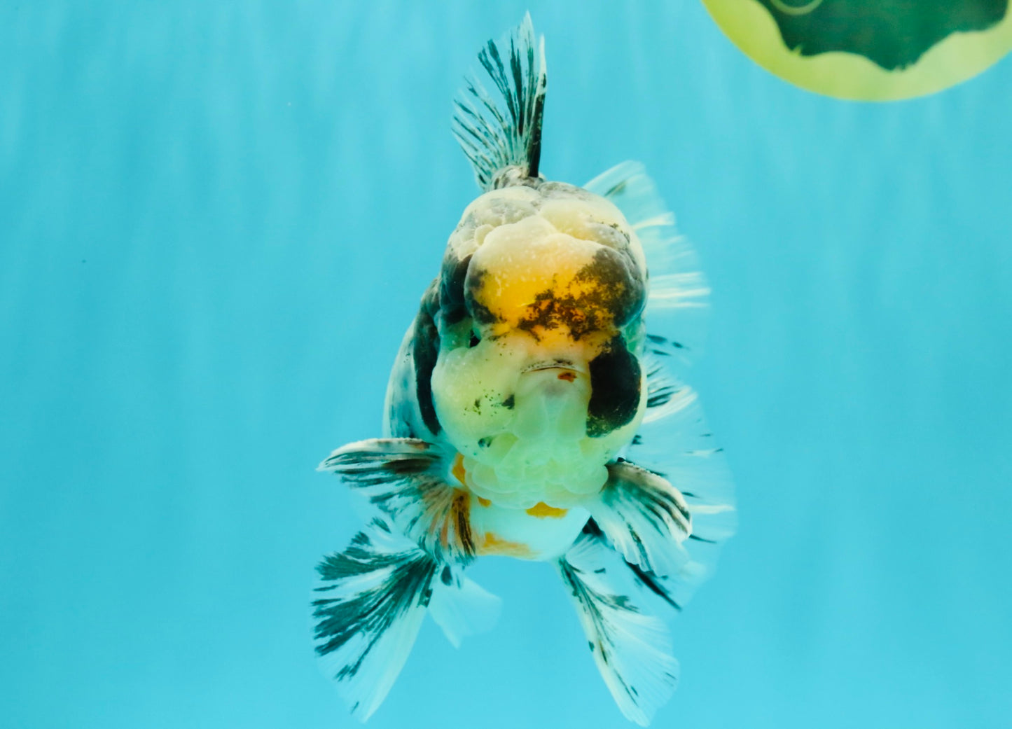 AAA Grade Super Special Marble Kirin Oranda Male 6 inches #061926OR_16