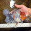 A Grade Calico Kirin Oranda Male 6-6.5 inches #121925OR_12