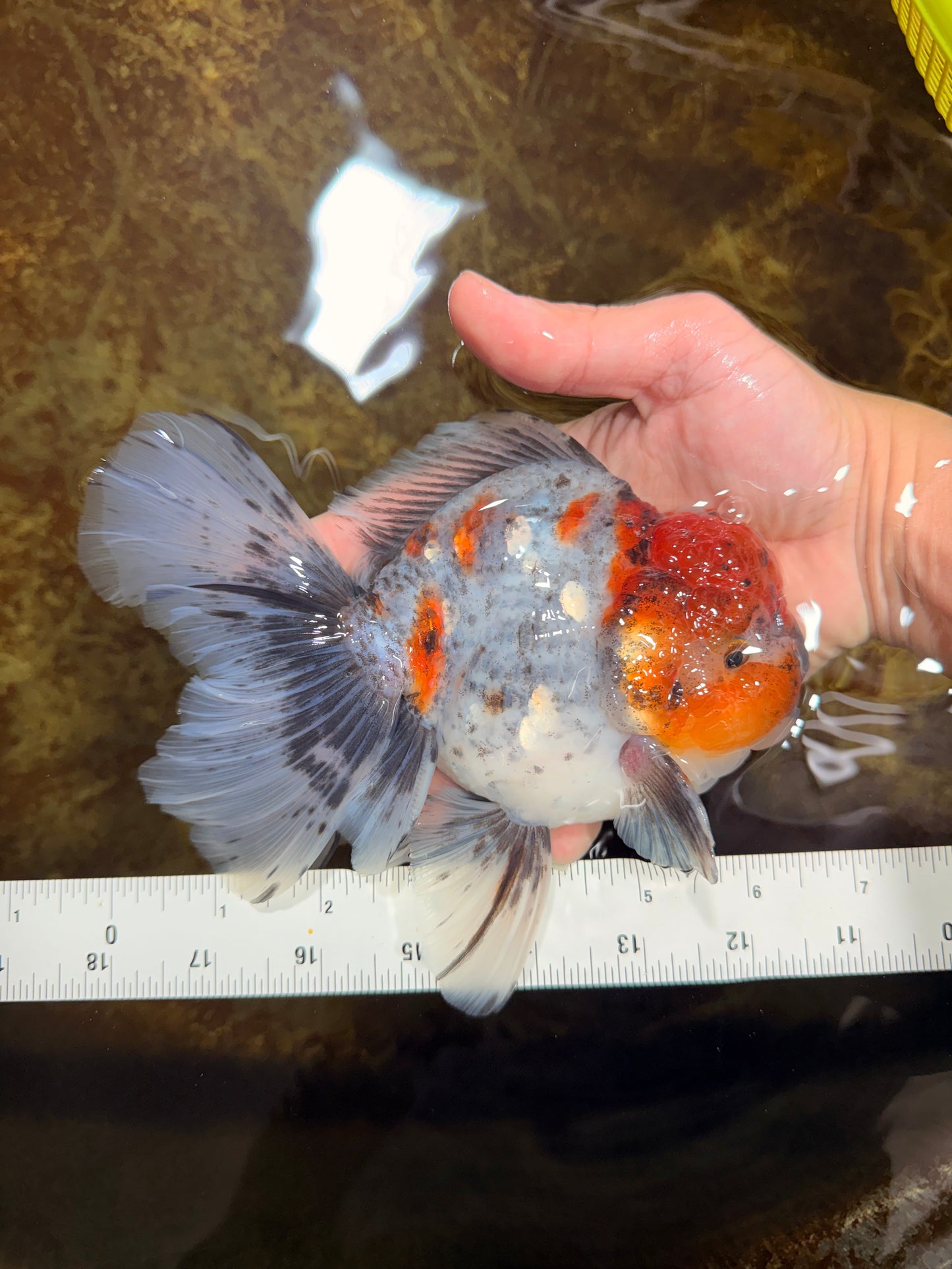 A Grade Calico Kirin Oranda Male 6-6.5 inches #121925OR_12