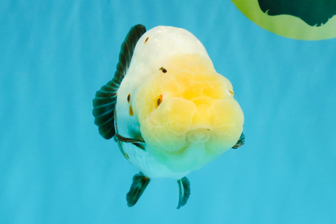 Chinese Sakura Ranchu Female 5-5.5 inches #041026RC_19