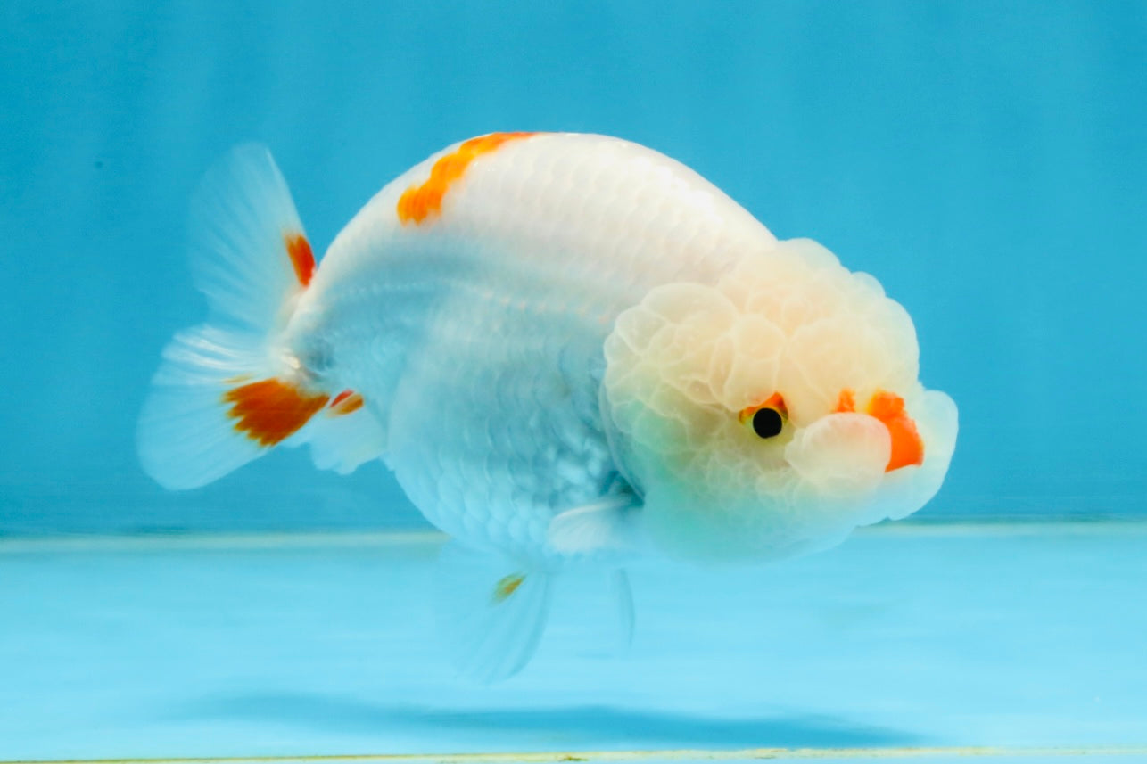 A Grade Red White LionQueen 4 inches #112125LC_09