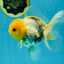 A Grade Lemonhead Oranda Male 5  inches #050925OR_43