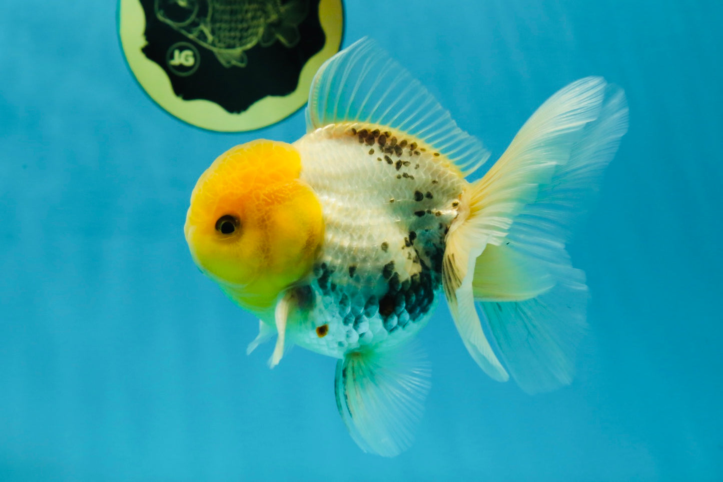 A Grade Lemonhead Oranda Male 5  inches #050925OR_43
