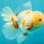 BEAUTY A  Grade Red White Oranda Male 6 inches #082126OR_08